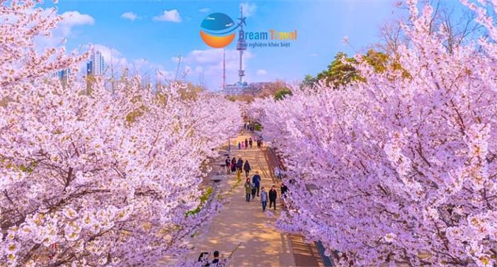 Du Lịch Hàn Quốc Mùa Hoa Anh Đào Lãng Mạn Nhất 2026